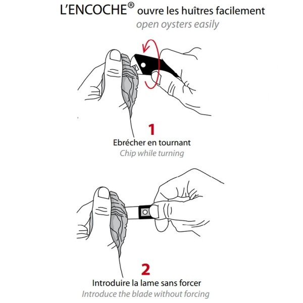 La Fourmi Couteau à Huître Encoche